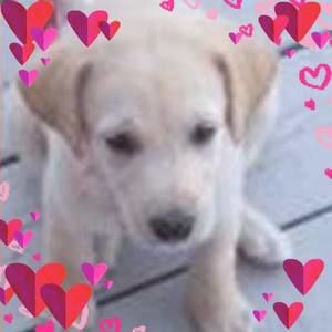 Meet your Posher, Blanche